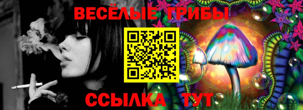 Псилоцибиновые грибы Psilocybine cubensis Новозыбков
